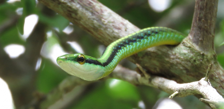 Rüyada Evde Yavru Yılan Görmek Ne Anlama Gelir? Evde Siyah, Yeşil ve Kırmızı Yavru Yılan Görmenin Anlamı Nedir?