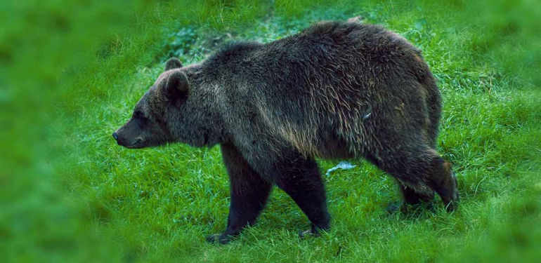 Rüyada Ayı Görmek Ne Anlama Gelir?