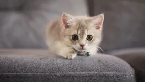 kedi