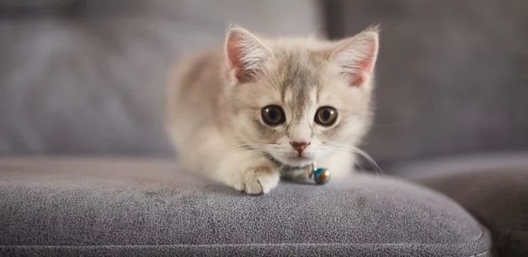 Rüyada Kedi Görmek Ne Anlama Gelir?