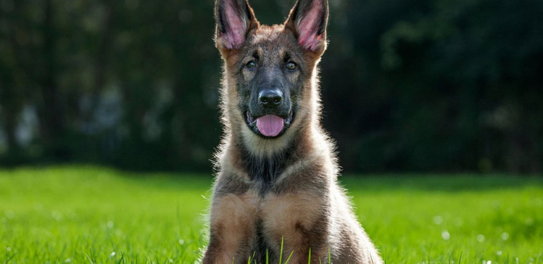 Rüyada Köpek Görmek Ne Anlama Gelir?